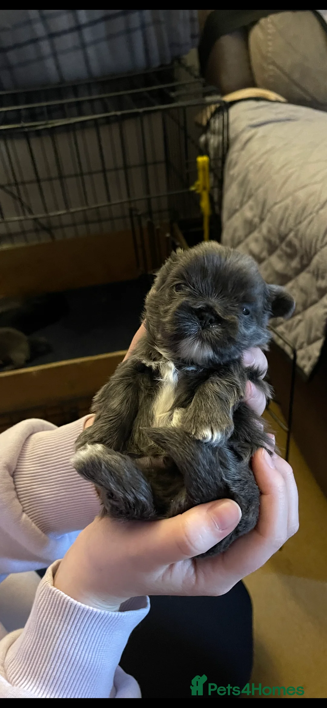 Shih Tzu dogs for sale:  imperial shihtzu dobie carriers karishishi only 2 - Advert 29