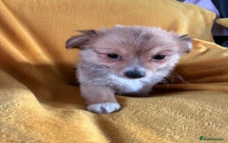Chihuahua dogs for sale: Beautiful Chihuahua Puppies For Sale - Advert 32