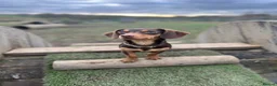 Mixed Breed dogs for sale: Single Doggy Dad needing a forever family..!! - Advert 2