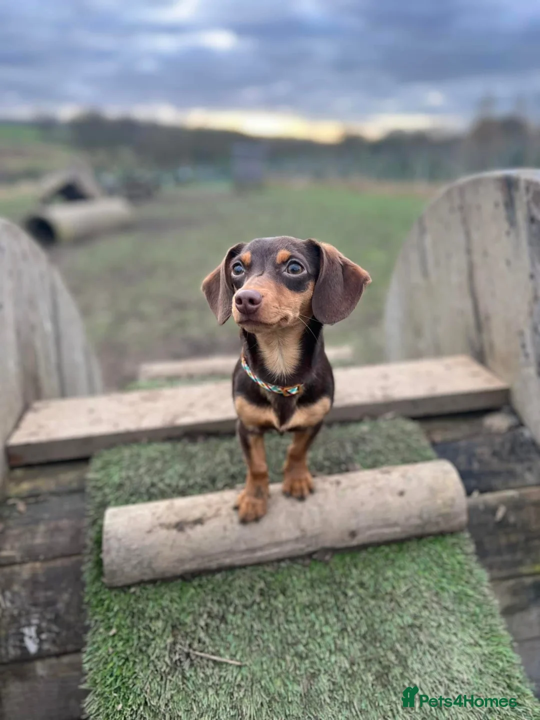 Mixed Breed dogs for sale: Single Doggy Dad needing a forever family..!! - Advert 2