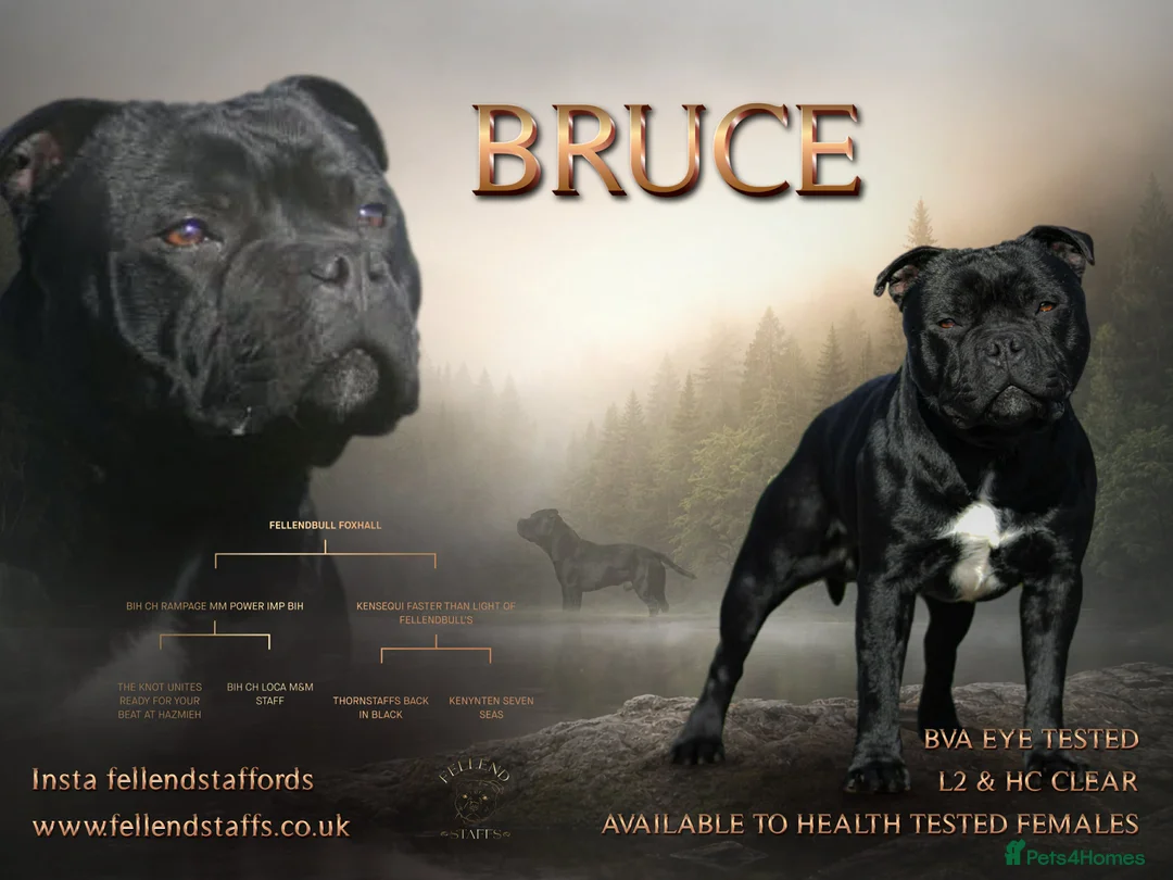 Staffordshire Bull Terrier dogs for stud: Show quality black staffy stud carries blue  - Advert 1