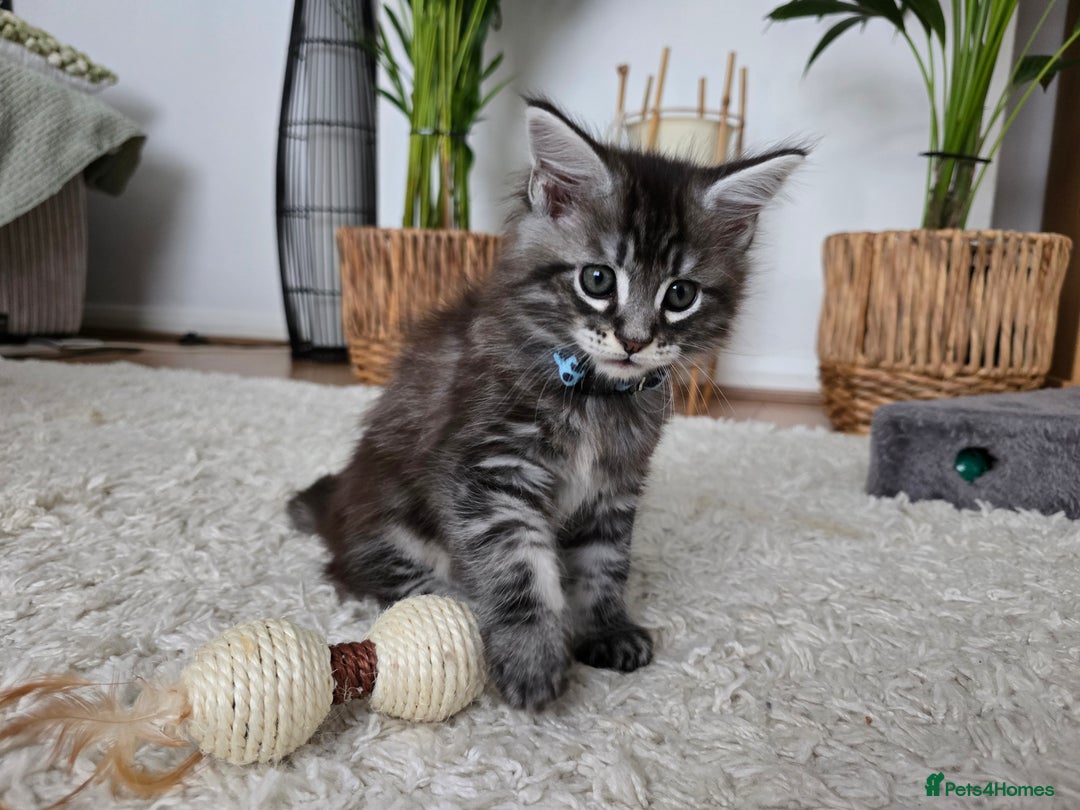 Maine Coon cats for sale: Adorable Maine Coon Boy looking for a Loving Home  - Advert 9