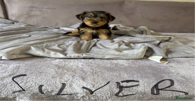 Yorkshire Terrier dogs - Advert 1