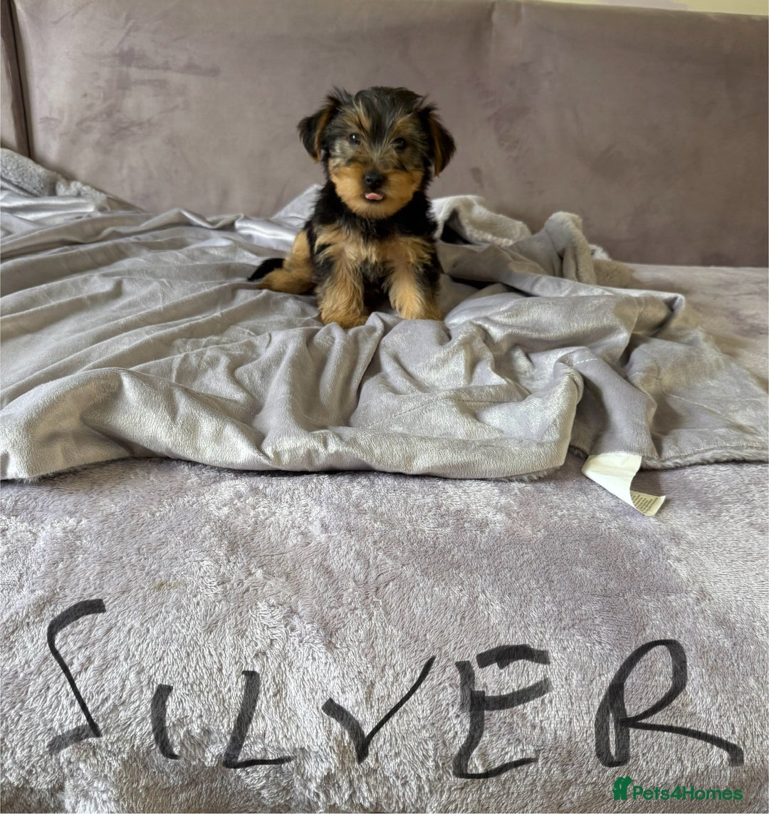 Yorkshire Terrier dogs for sale: Miniature Yorkshire Terrier  - Image 3