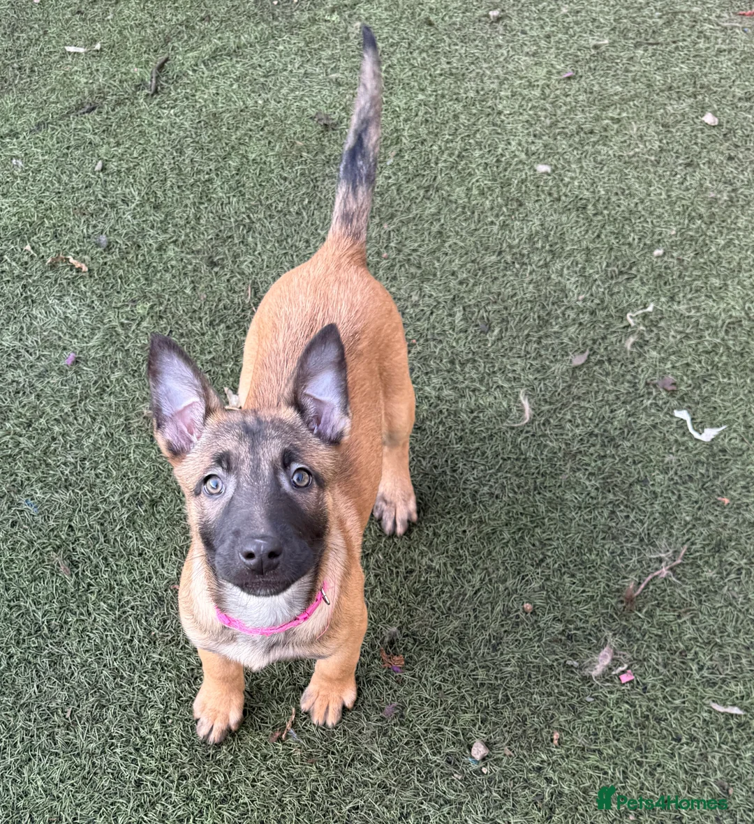 Belgian Shepherd Dog dogs for sale: KC Registered & Health Tested Belgian Malinois - Advert 2