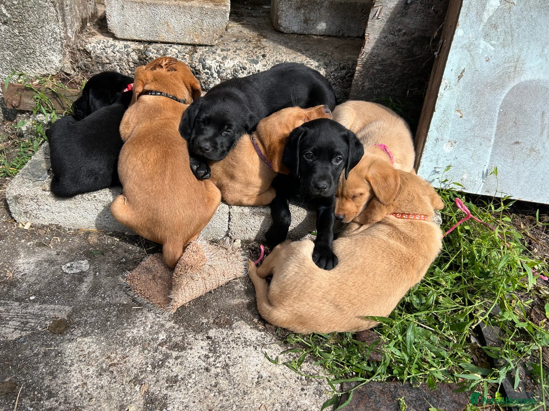 Labrador Retriever dogs for sale: Labrador pups, 1 boy available.  in Launceston - Image 8