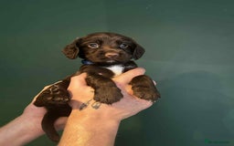 Sprocker dogs for sale: Truly Special Litter of Sprockers - Image 9