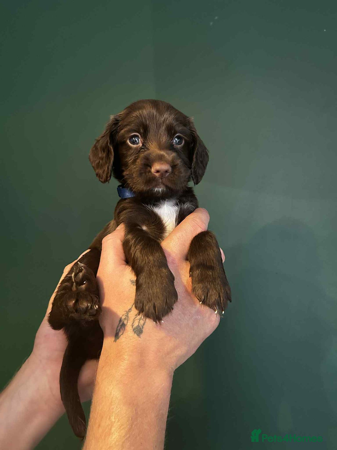 Sprocker dogs for sale: Truly Special Litter of Sprockers - Image 9