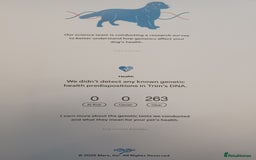 Golden Retriever dogs for sale: ⭐ DARK golden retriever puppies 🐶  - Image 9