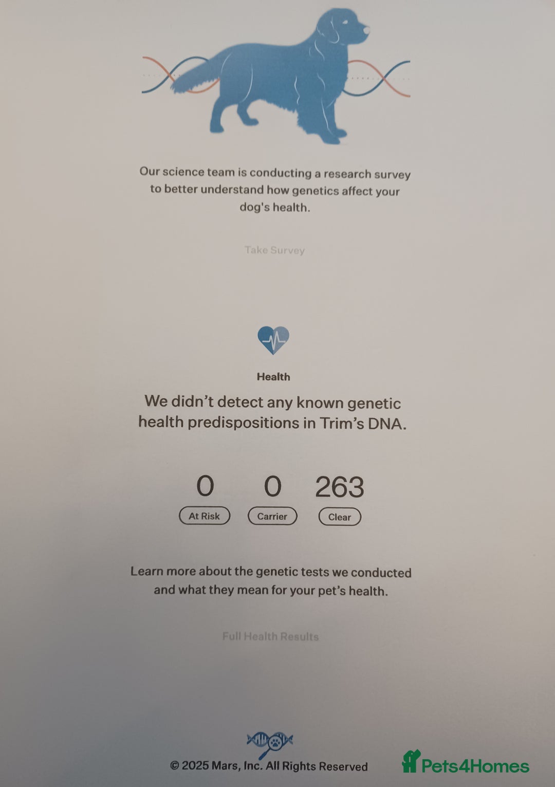 Golden Retriever dogs for sale: ⭐ DARK golden retriever puppies 🐶  - Image 9