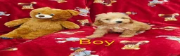 Cockapoo dogs for sale: ⚜️Pure Quality Cockapoos ⚜️ - Advert 14