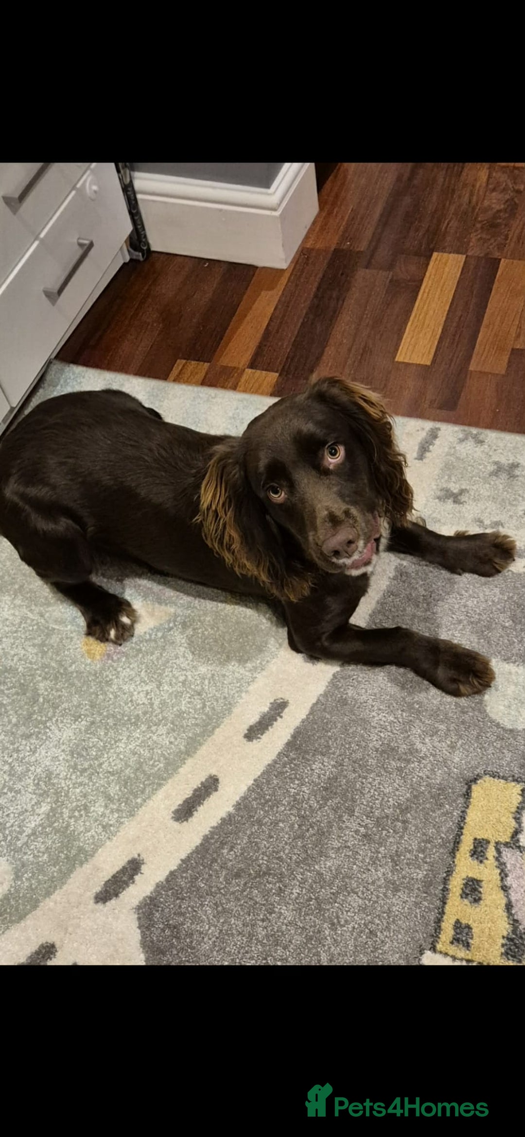 Cocker Spaniel dogs for sale: Lovely boy ready for sale - Advert 5