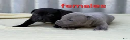 Staffordshire Bull Terrier dogs for sale: **Champion bloodlines puppies** - Advert 9