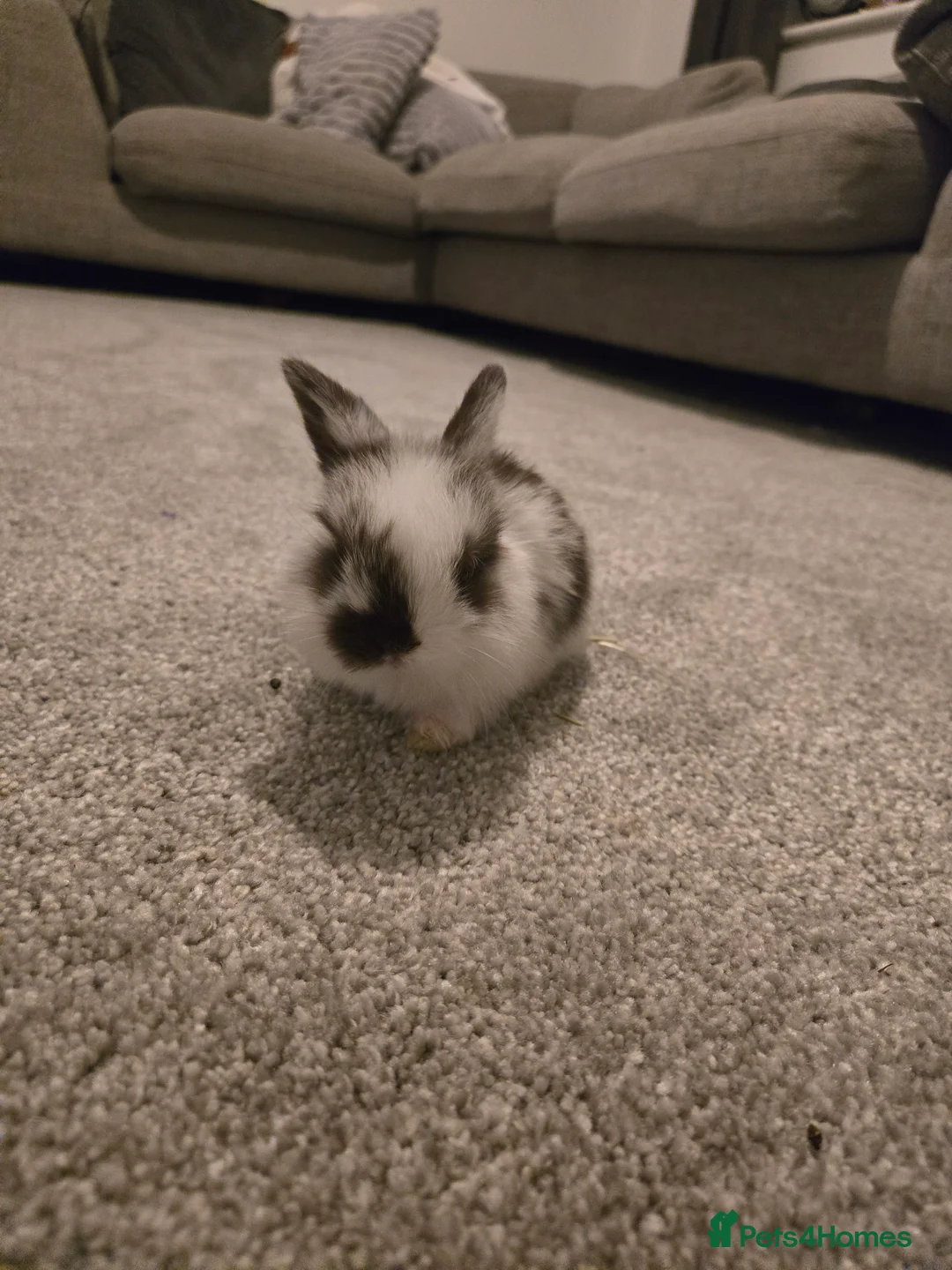 Mini Lop rabbits for sale: Mini lop bunnies  in Hinckley - Advert 16