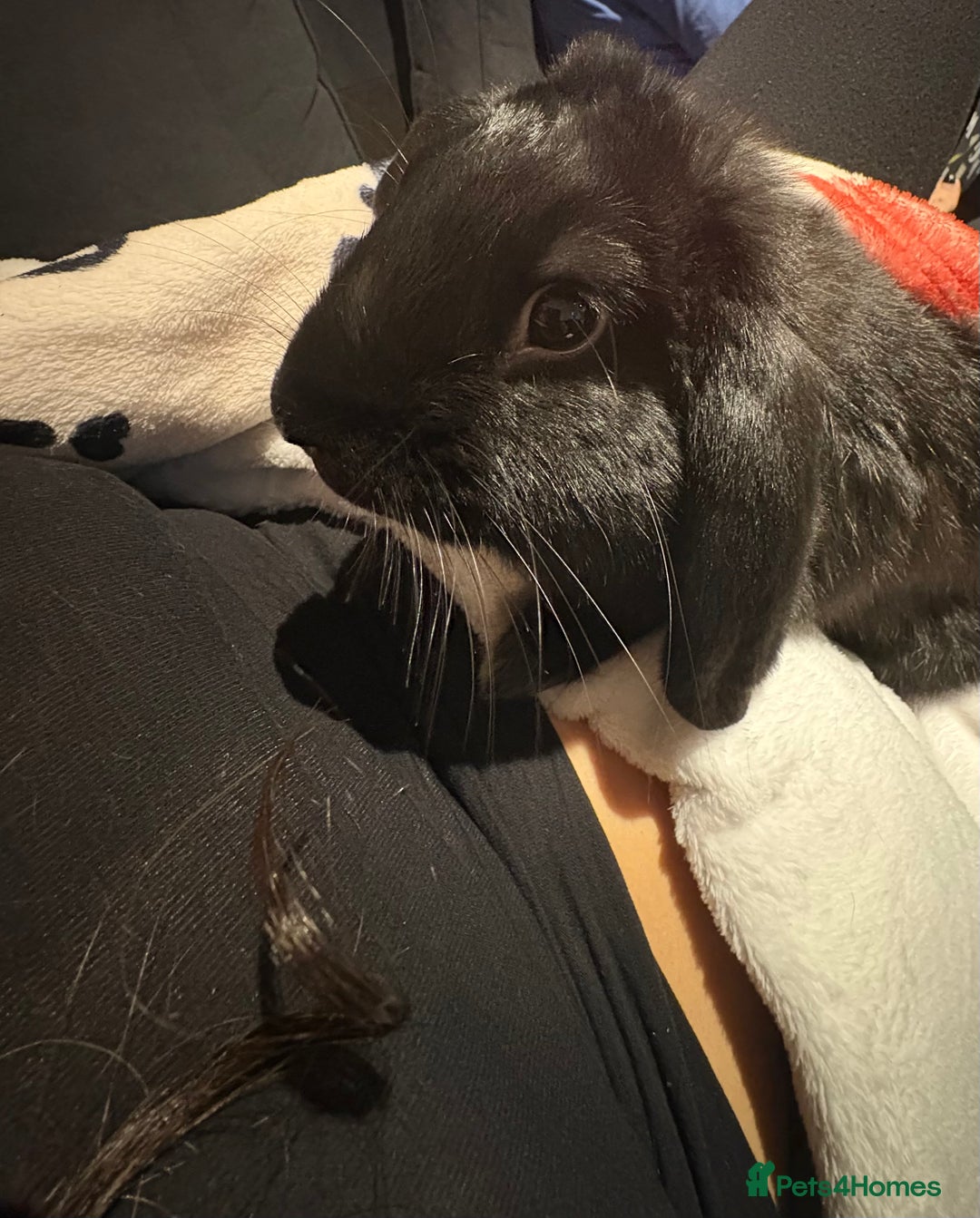 English Lop rabbits for sale: English lop boy  - Advert 2