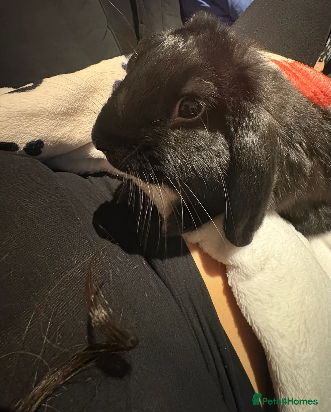English Lop rabbits for sale: English lop boy  - Advert 2