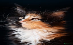 Maine Coon cats for sale: Pedigree Maine Coon Kittens (TICA) - Image 1
