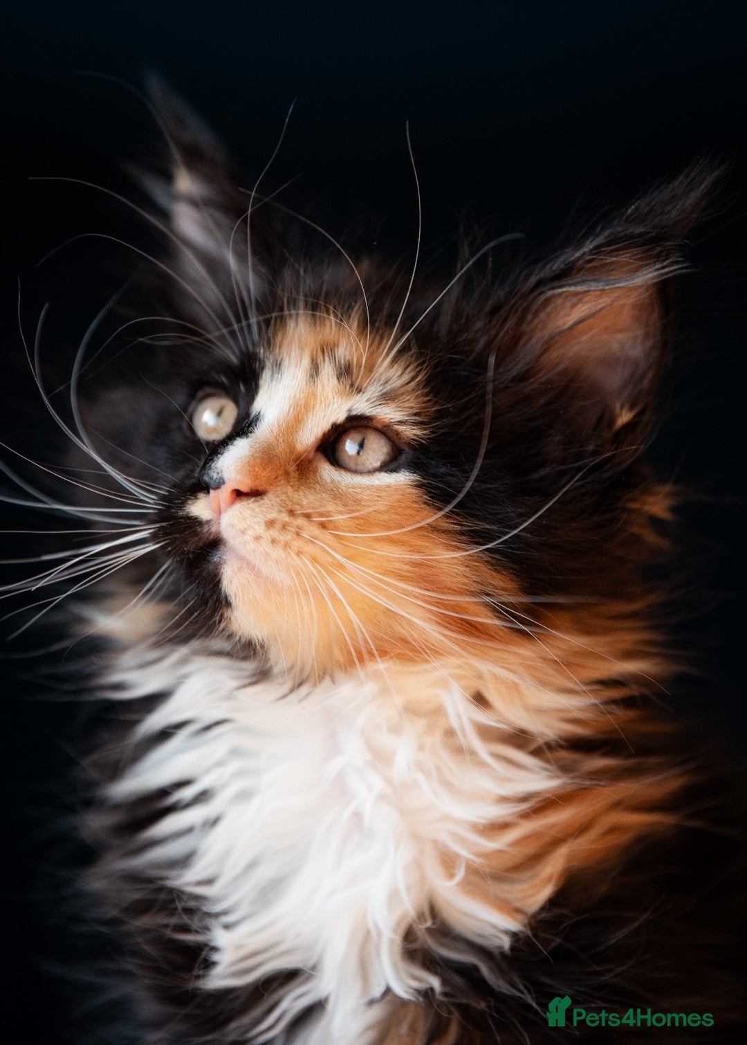 Maine Coon cats for sale: Pedigree Maine Coon Kittens (TICA) - Image 1