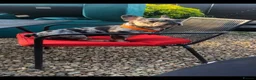 French Bulldog dogs for sale: Merle frenchie  - Advert 4