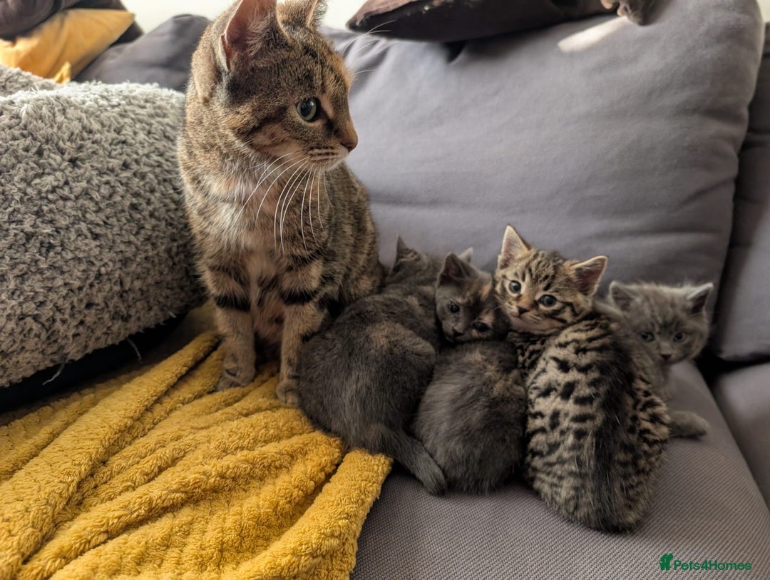 Domestic Shorthair cats for sale: Adorable domestic shorthair kittens, ready to go - Advert 4