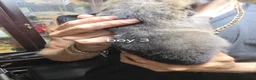 Shepsky dogs for sale: 9 shepsky puppies  - Advert 15