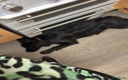 Mixed Breed dogs for sale: Cocker Spaniel X German Shepherd (Rehome) - Advert 2