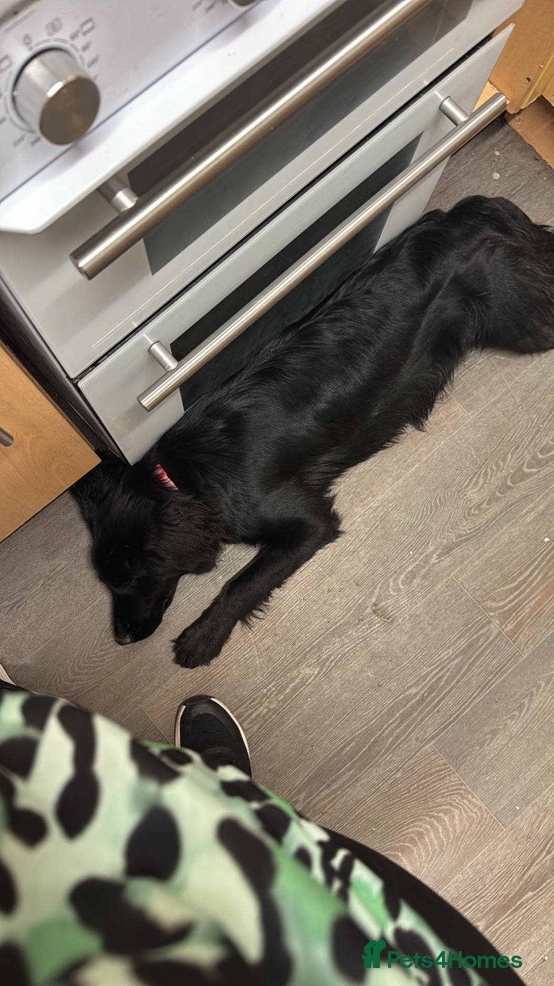 Mixed Breed dogs for sale: Cocker Spaniel X German Shepherd (Rehome) - Advert 2