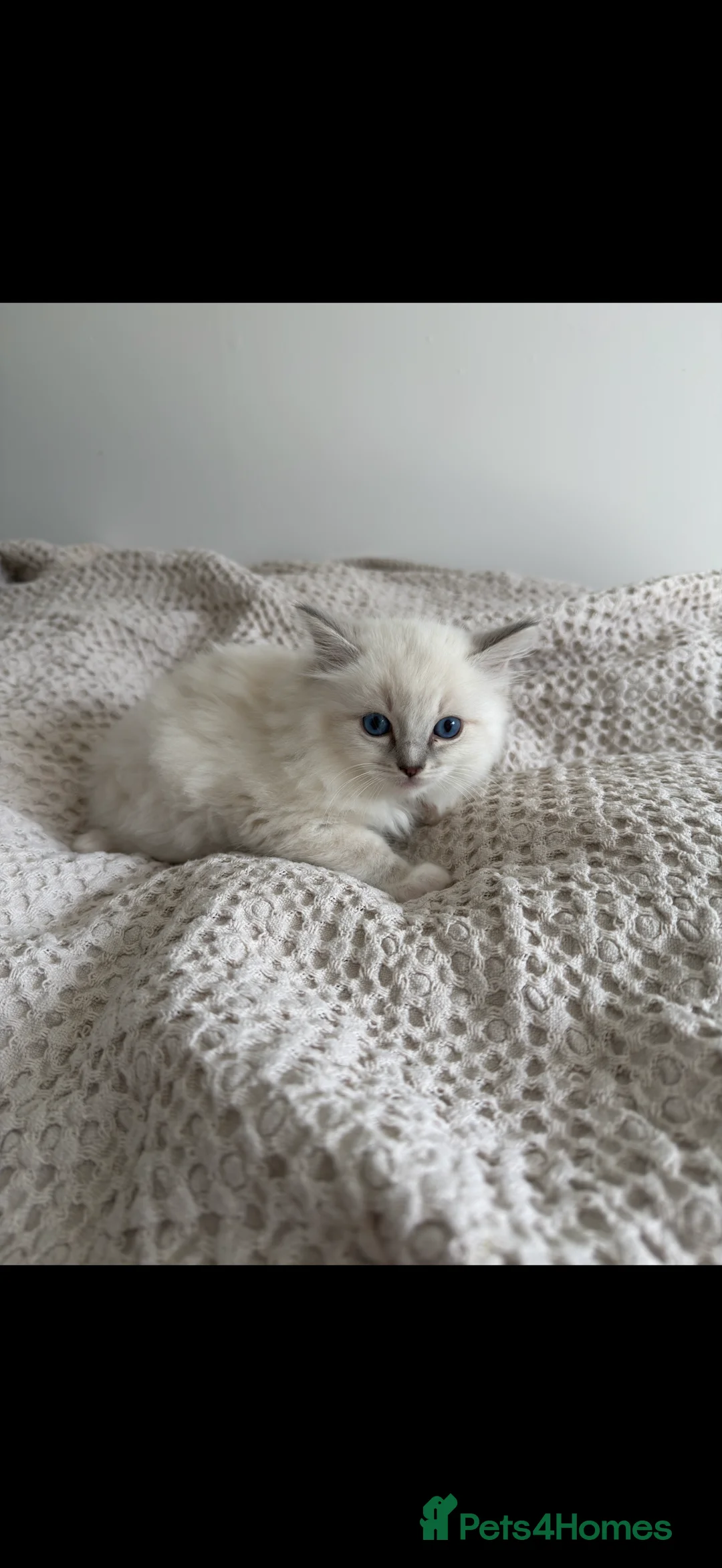 Ragdoll cats for sale: *reduced* READY TO GO - Pedigree Ragdoll Kittens  - Advert 15