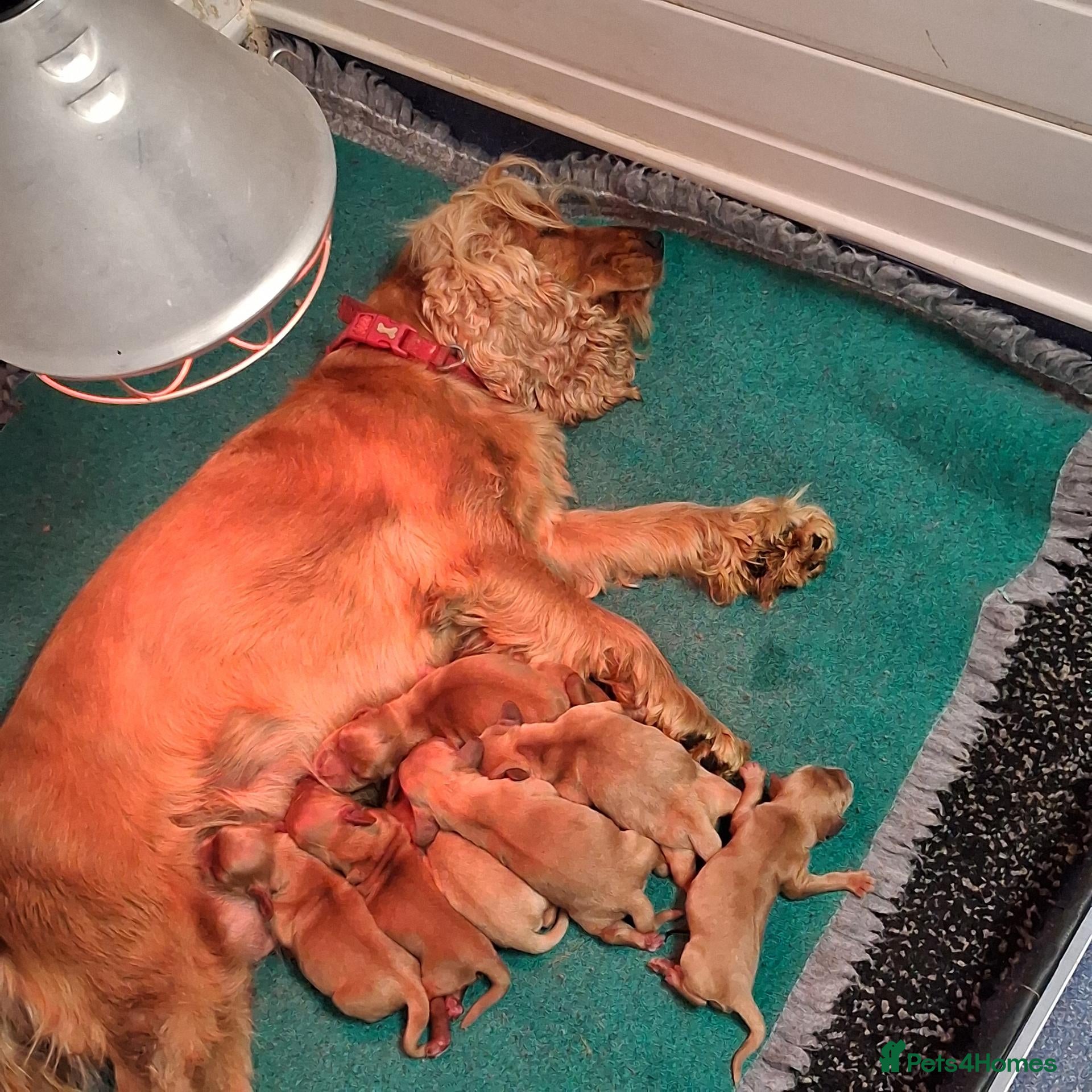 Cocker Spaniel dogs Health tested kc reg golden show cocker spaniels  - Advert 1