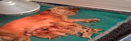 Cocker Spaniel dogs for sale: Health tested kc reg golden show cocker spaniels  - Advert 1