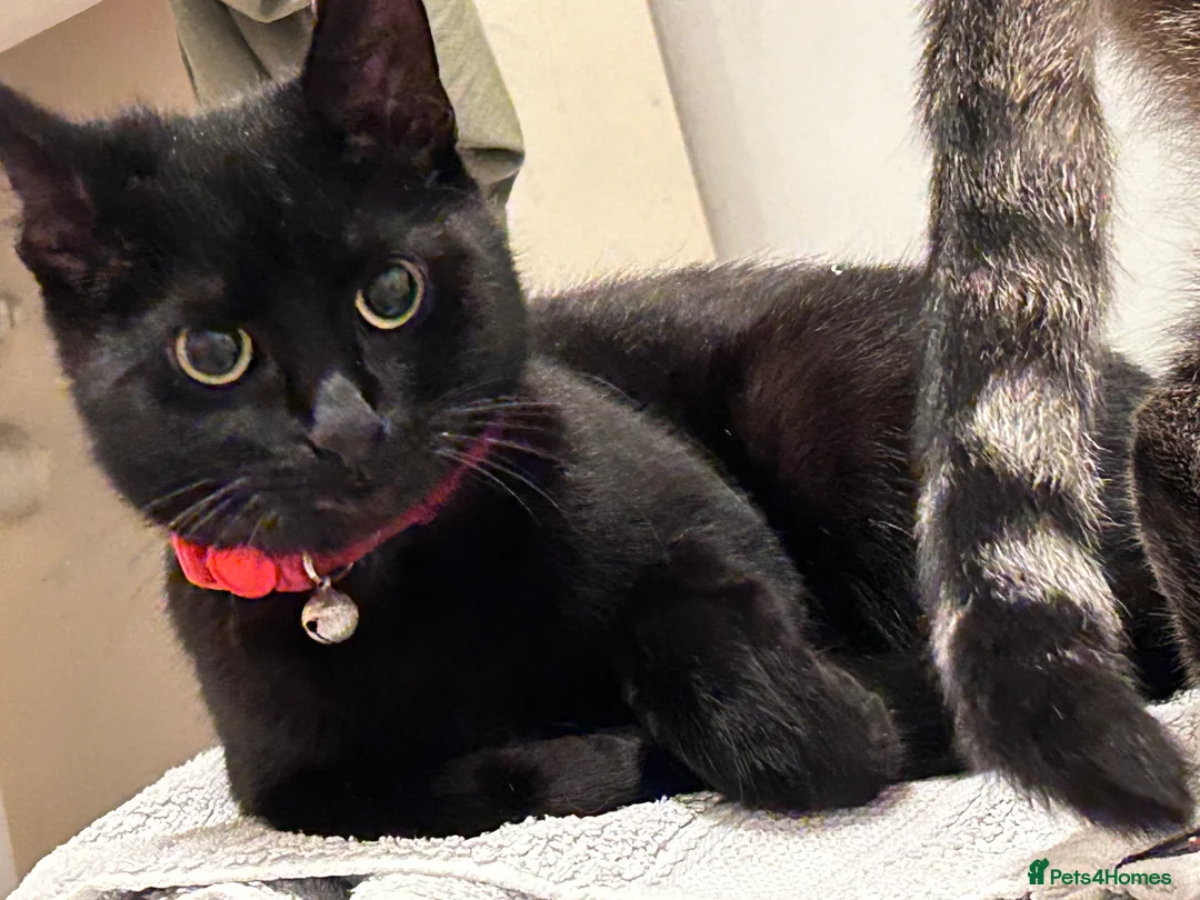 Bombay cats for sale: Sabrina 3YO girl in Bristol - Advert 7