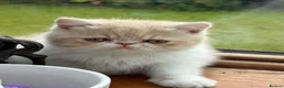 Exotic cats for sale: Exotic kittens two female  - Advert 8