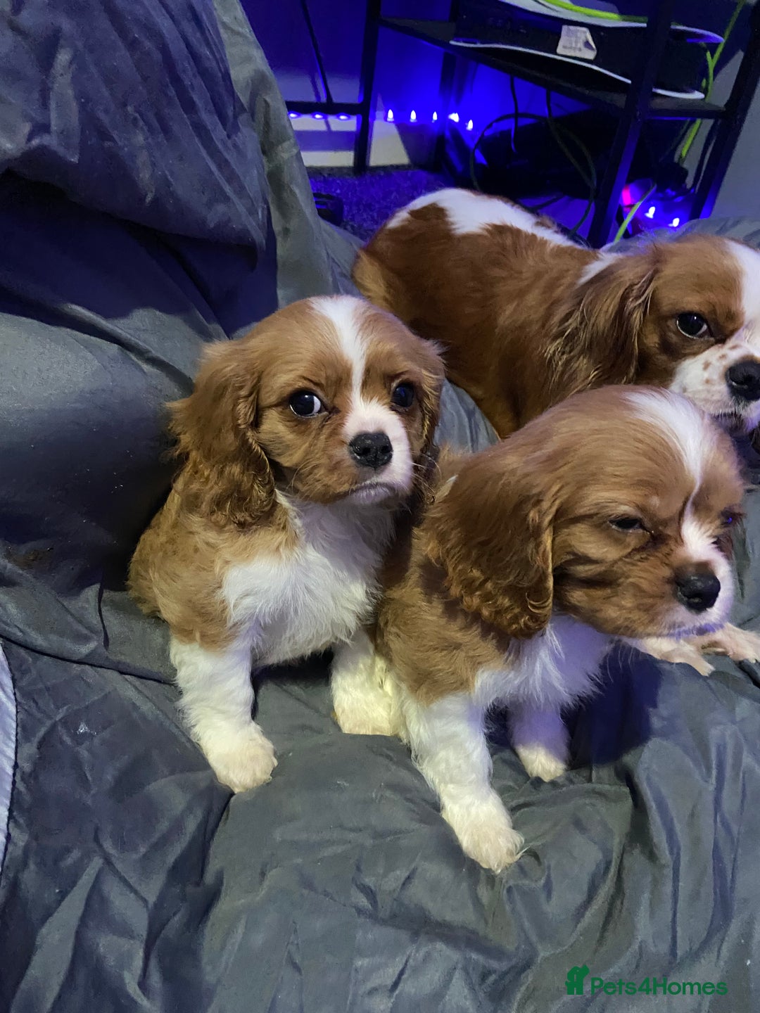 Cavalier King Charles Spaniel dogs for sale: Beautifull Puppies - Advert 2