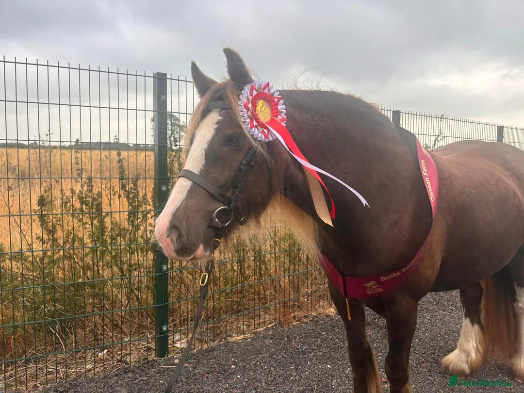 Irish Cob horses for sale: 13.3 bum high 6 year old mare - Advert 5