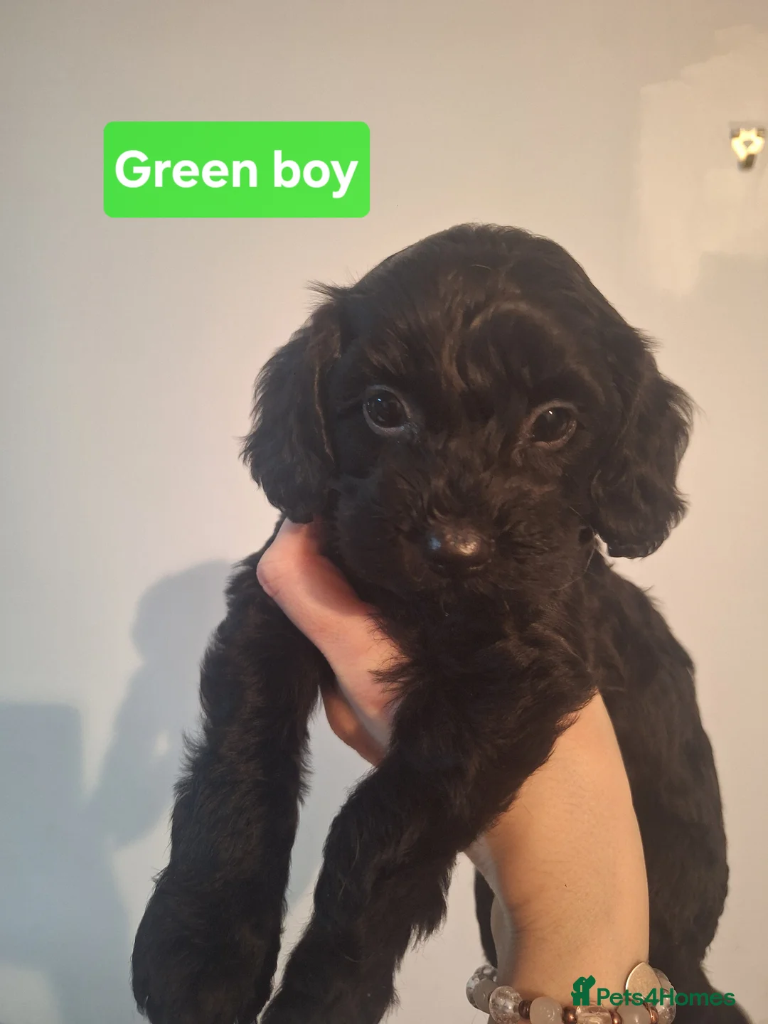 Cockapoo dogs for sale: Cockapoo puppies - Advert 6