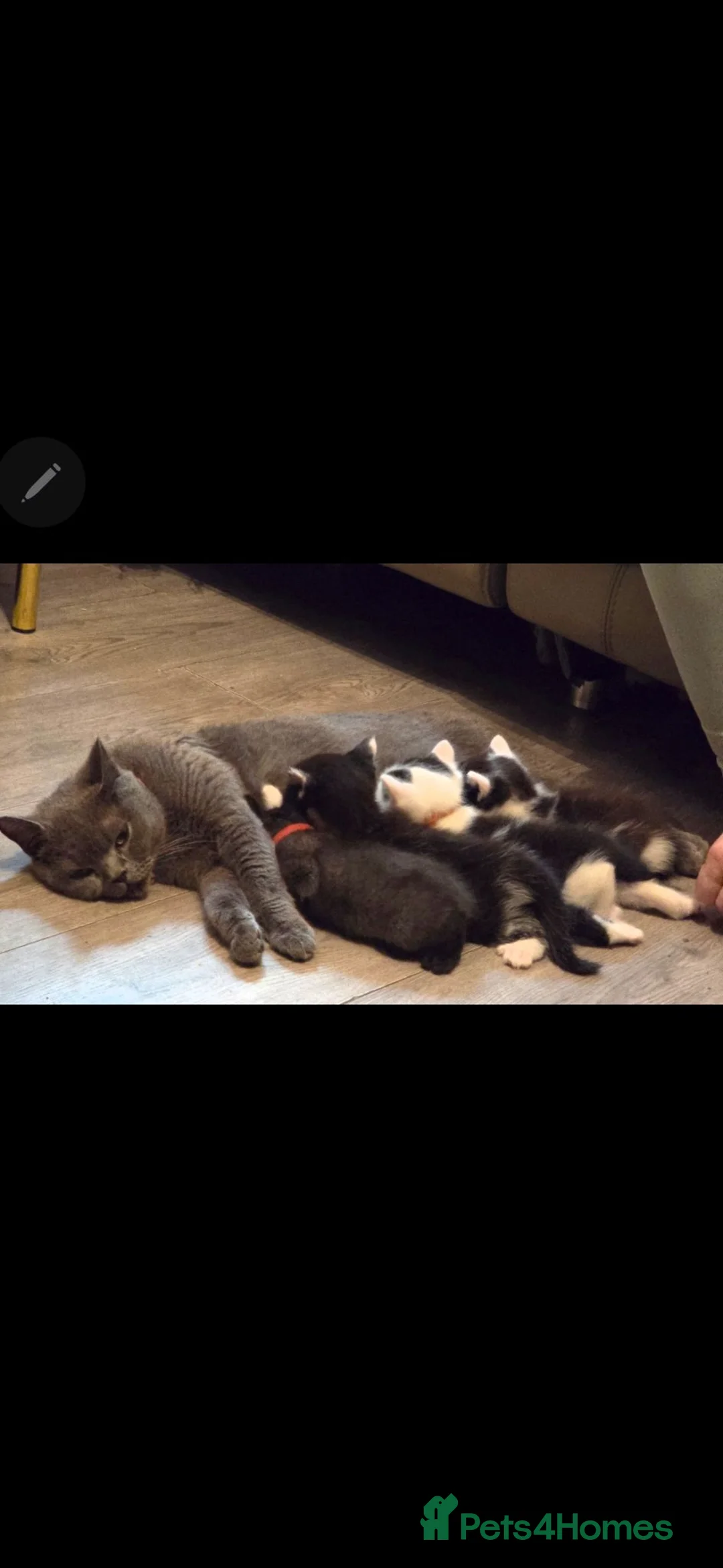 Mixed Breed cats for sale: Very soft, fluffy, sociable kittens - Advert 2