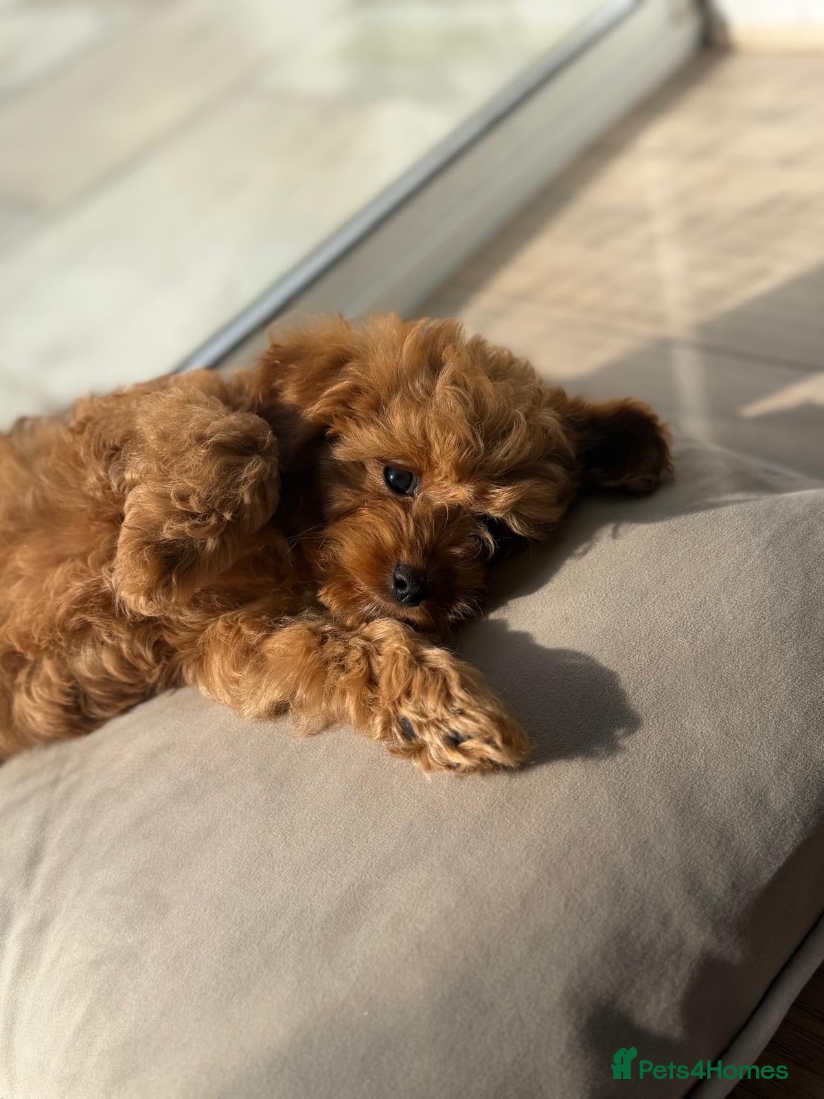 Cavapoo dogs £1750 Toy Asian Cavapoo (teddy bear dogs) 3 left - Advert 11