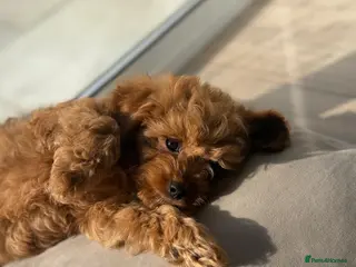 Cavapoo dogs £1750 Toy Asian Cavapoo (teddy bear dogs) 3 left - Advert 11