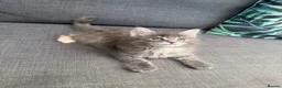 Maine Coon cats for sale: Main coon kittens - Advert 8