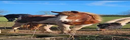 Paint horses for sale: ❤️ Goonie-cracking red and white cob gelding ❤️ in Tiverton - Advert 12