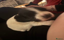 English Springer Spaniel dogs for sale: Springer spaniel pups  - Advert 5