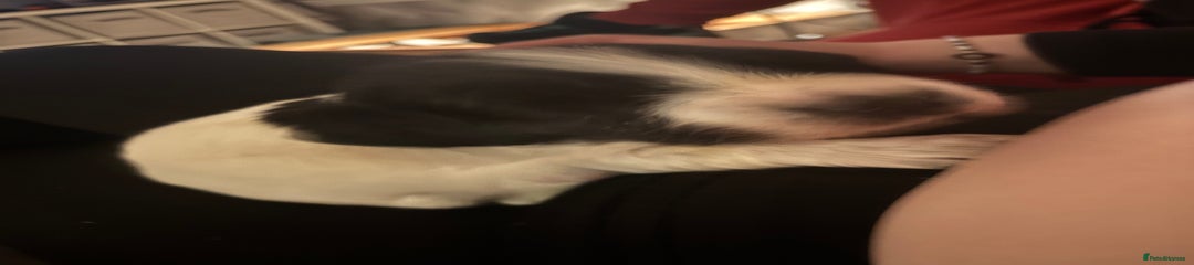 English Springer Spaniel Puppy 3