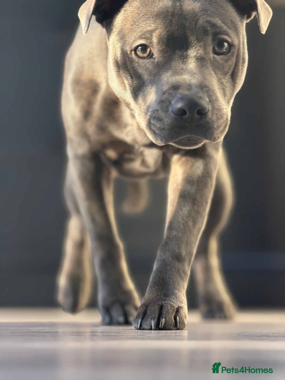 Staffordshire Bull Terrier dogs for sale: Leo the Blue Staffy  - Advert 3