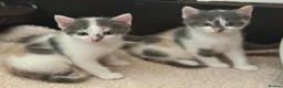 Domestic Shorthair cats for sale: Stunning kittens raised in a family home - Advert 2