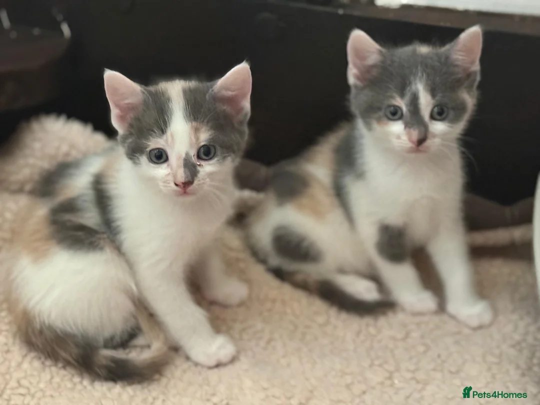 Domestic Shorthair cats for sale: Stunning kittens raised in a family home - Advert 2