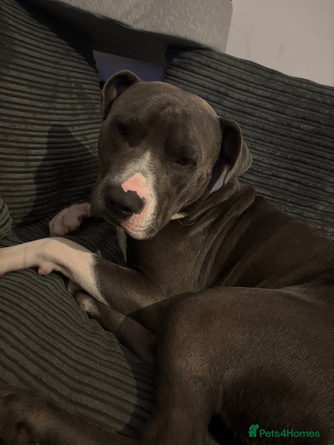 Staffordshire Bull Terrier dogs for stud: Bluey  - Image 2