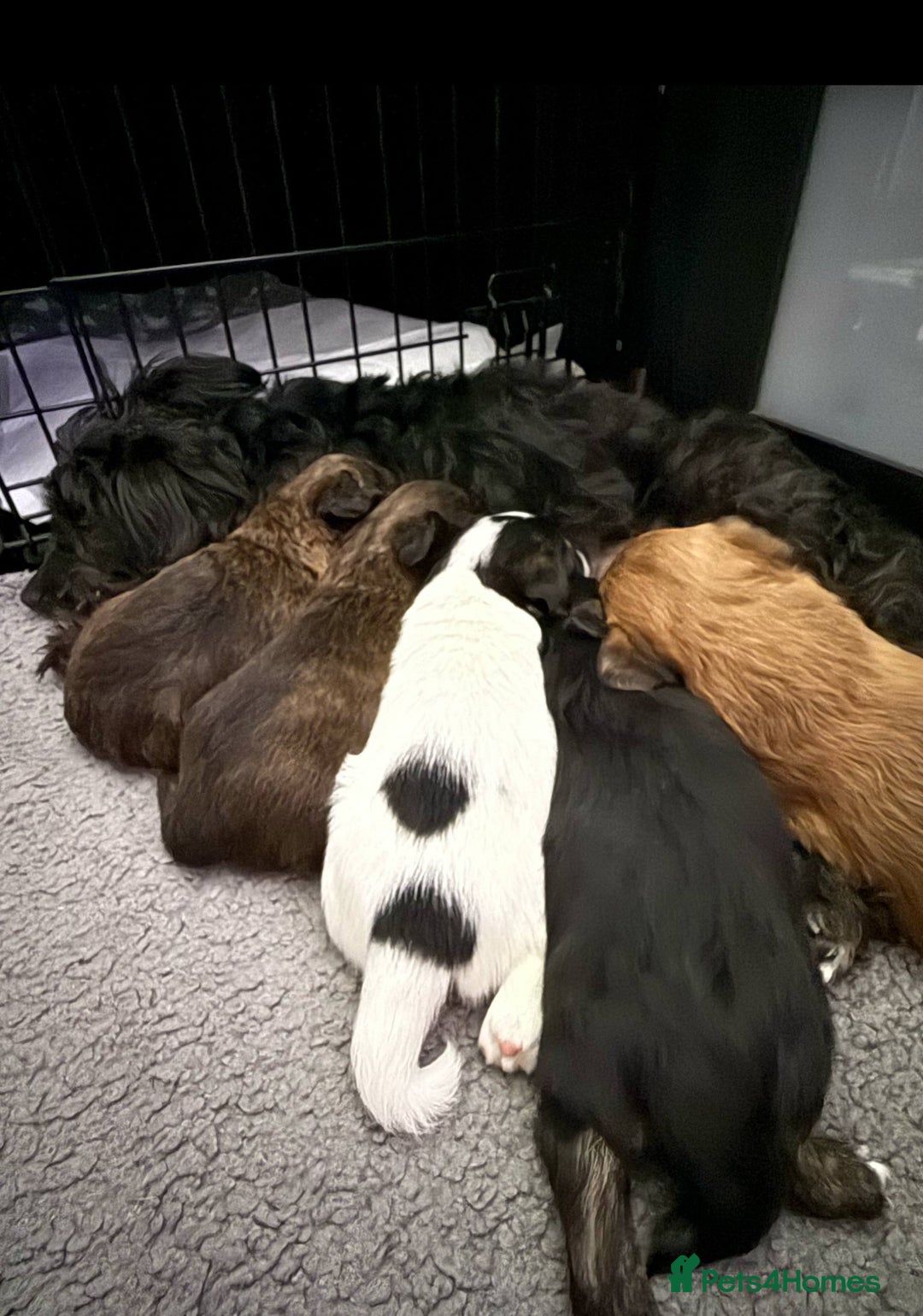 Jackapoo dogs for sale: mini jackapoo pups in Southampton - Image 3