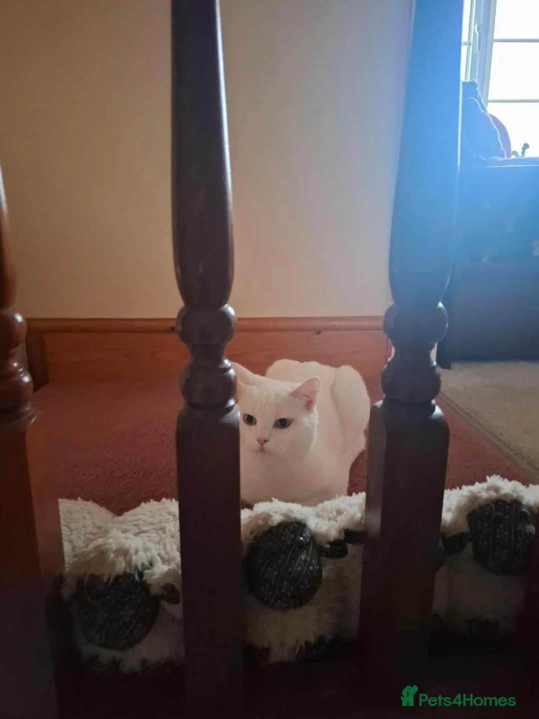 Mixed Breed cats for sale: Pretty little female cat for rehoming - Advert 2