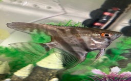 Angelfish fish for sale: Marble angelfish for sale - Image 2