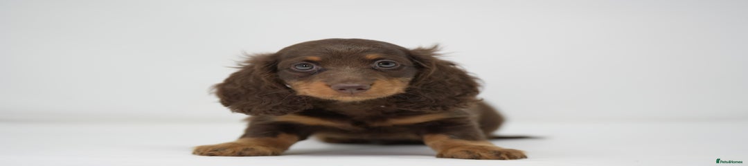 Dachshund Puppy 3